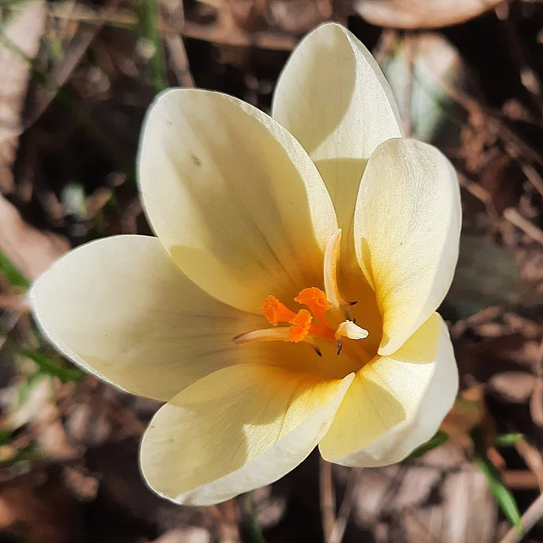 Krokus "Cream Beauty" - 10 Zwiebeln