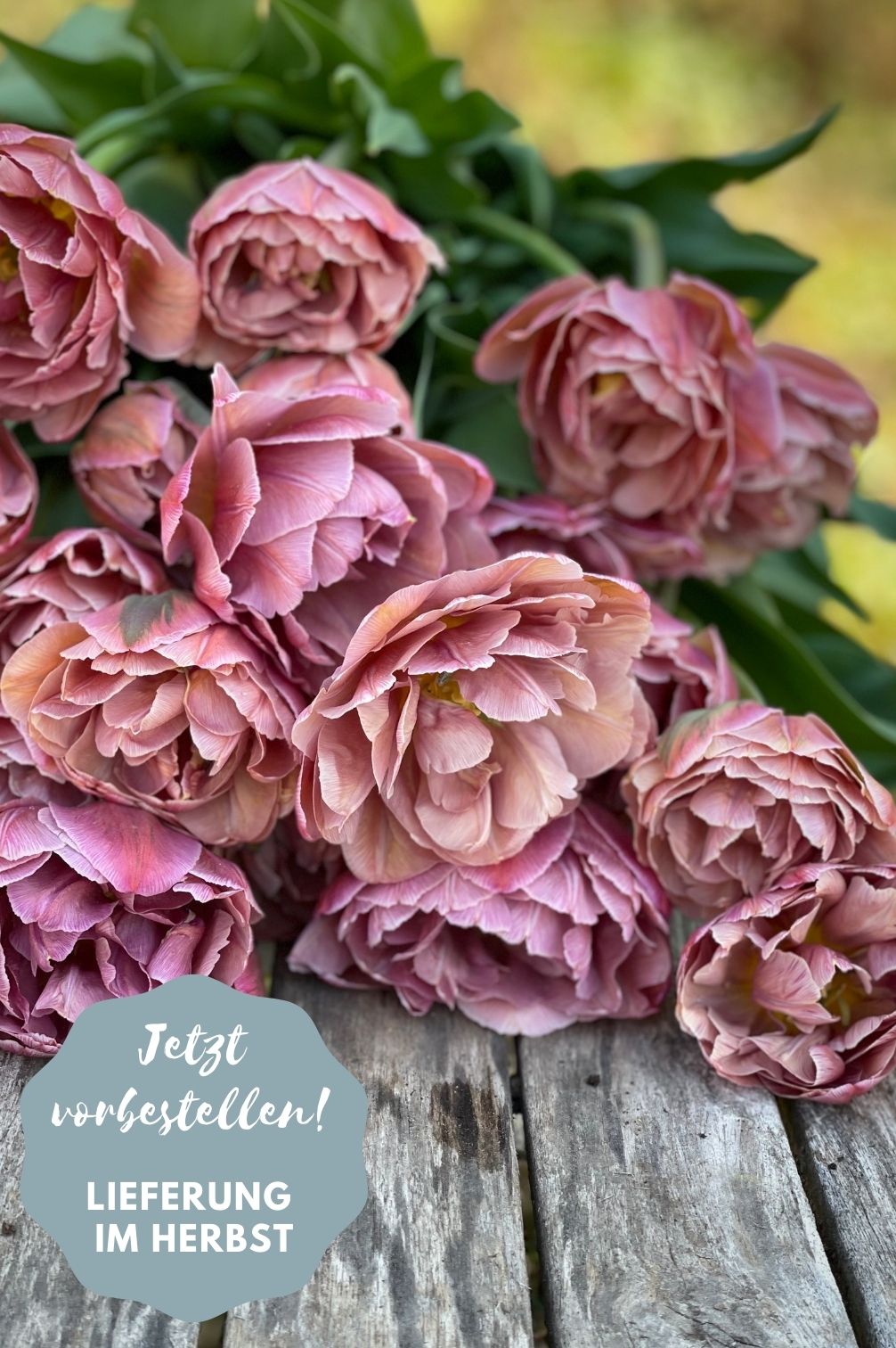 Tulip "Pink Treasure" – 10 Bulbs