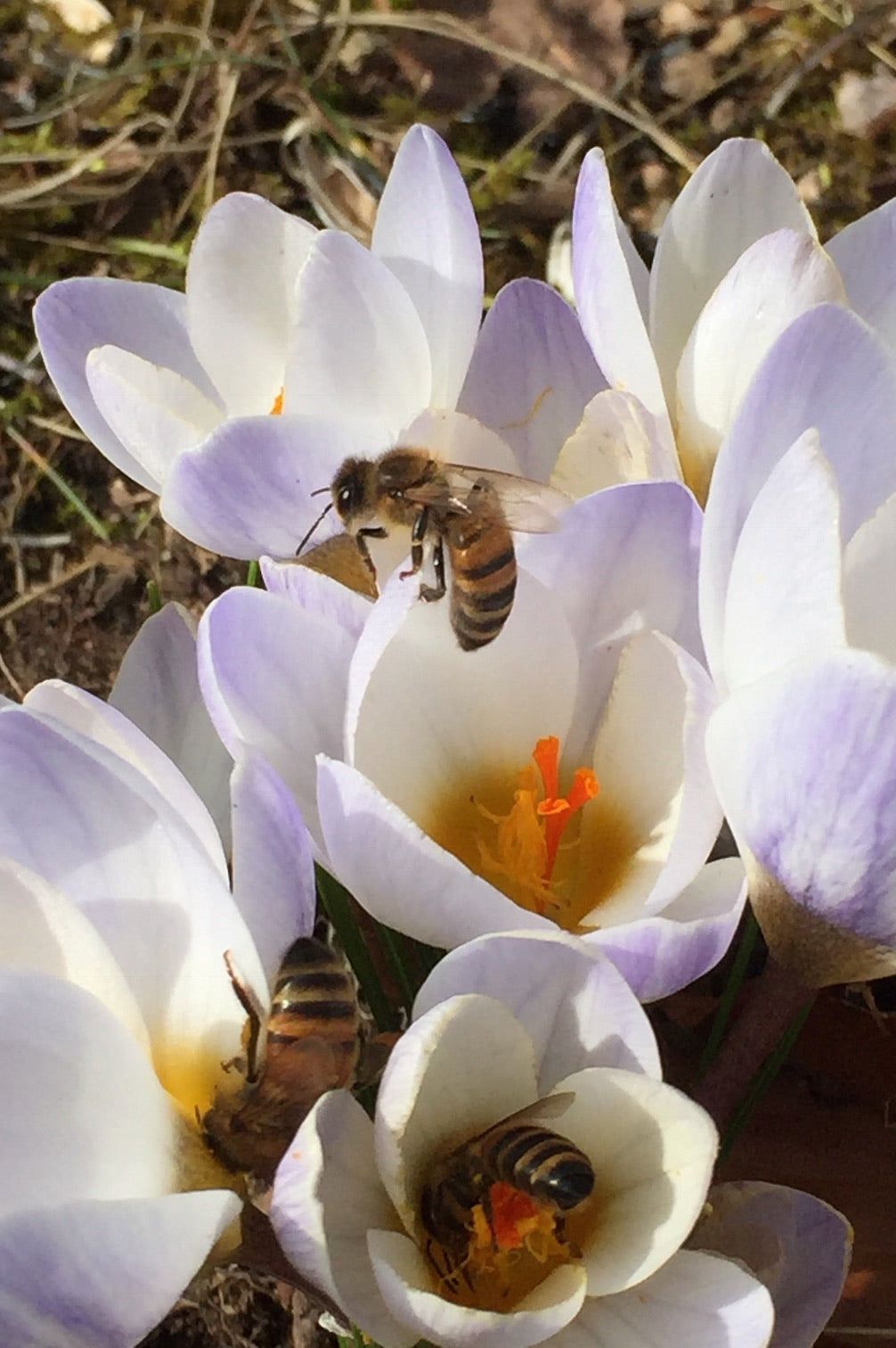 Crocus "Blue Pearl" - 10 bulbs