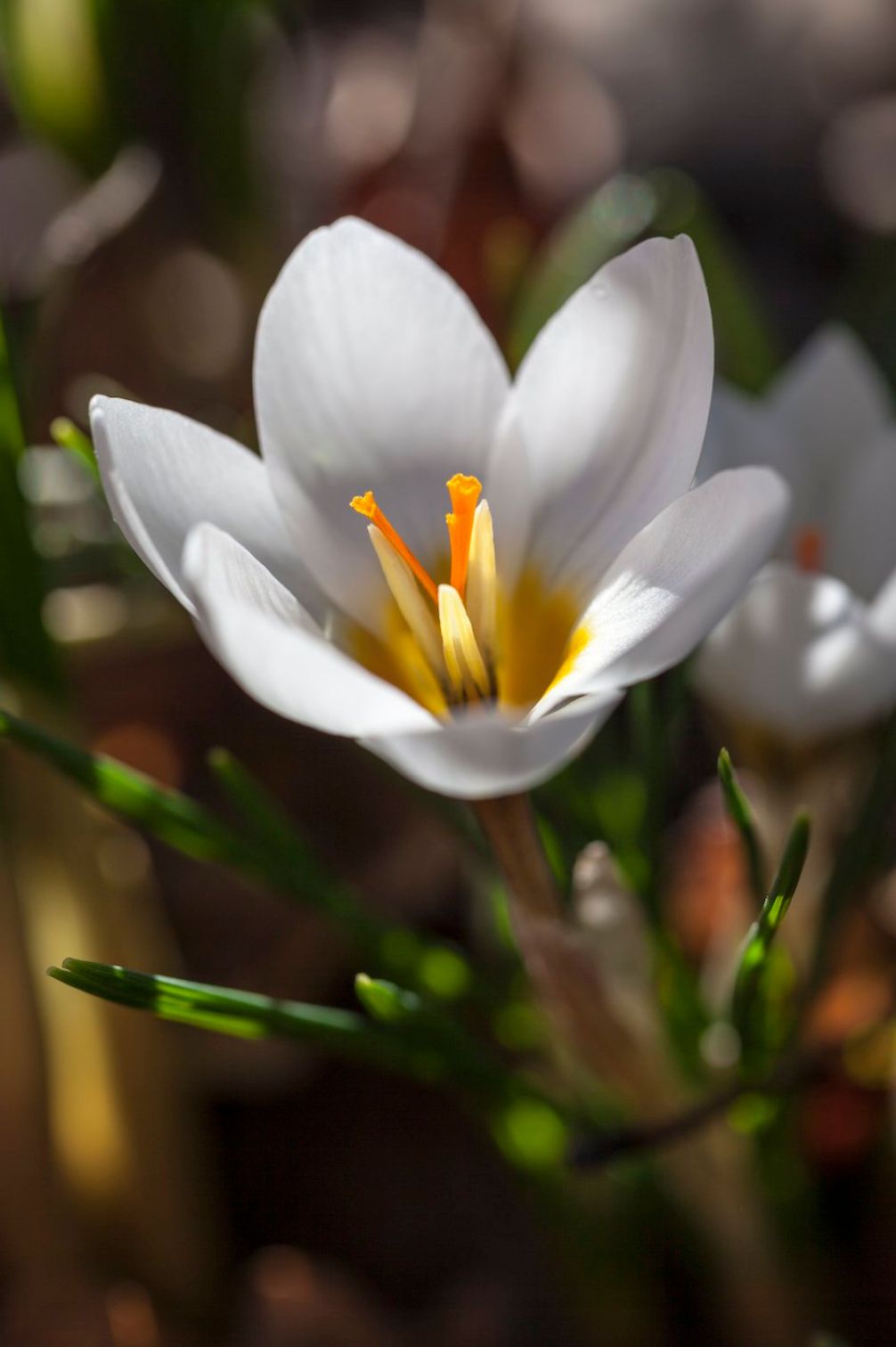 Crocus "Ard Schenk" - 10 bulbs