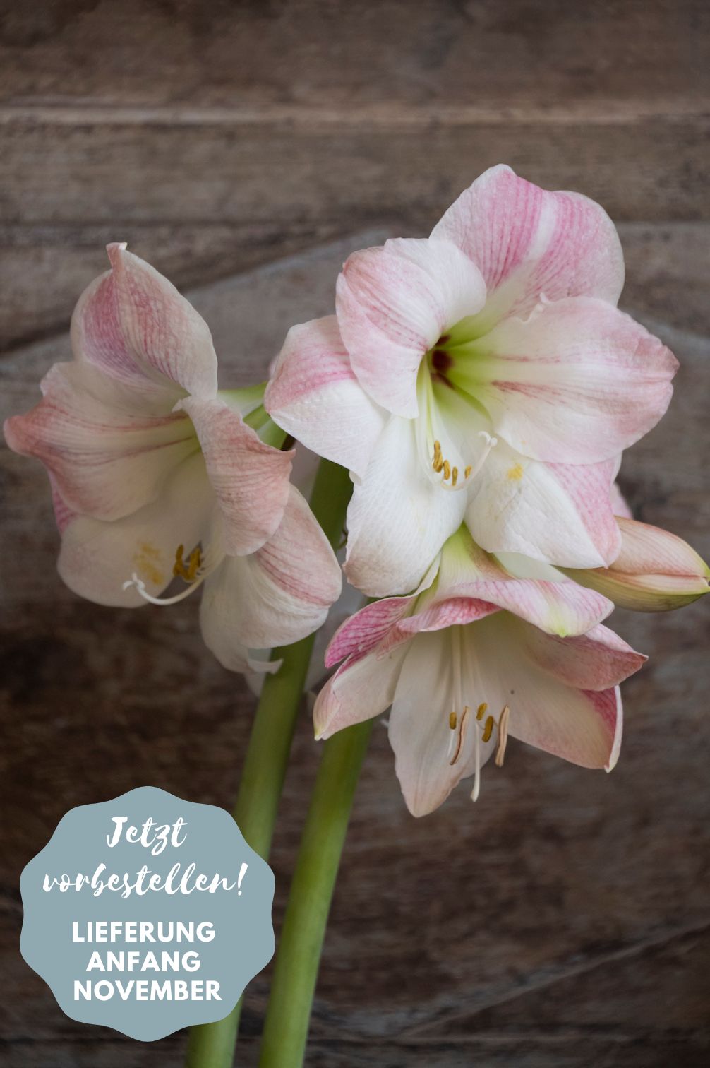 Amaryllis Apple Blossom