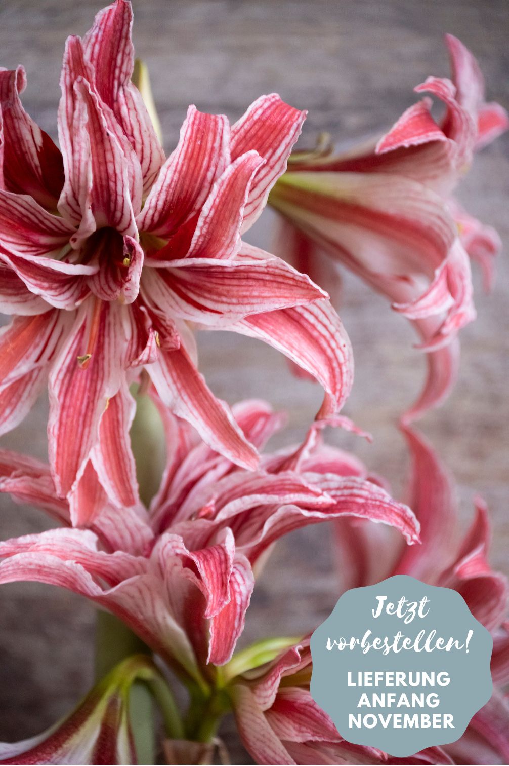 Amaryllis Doublet