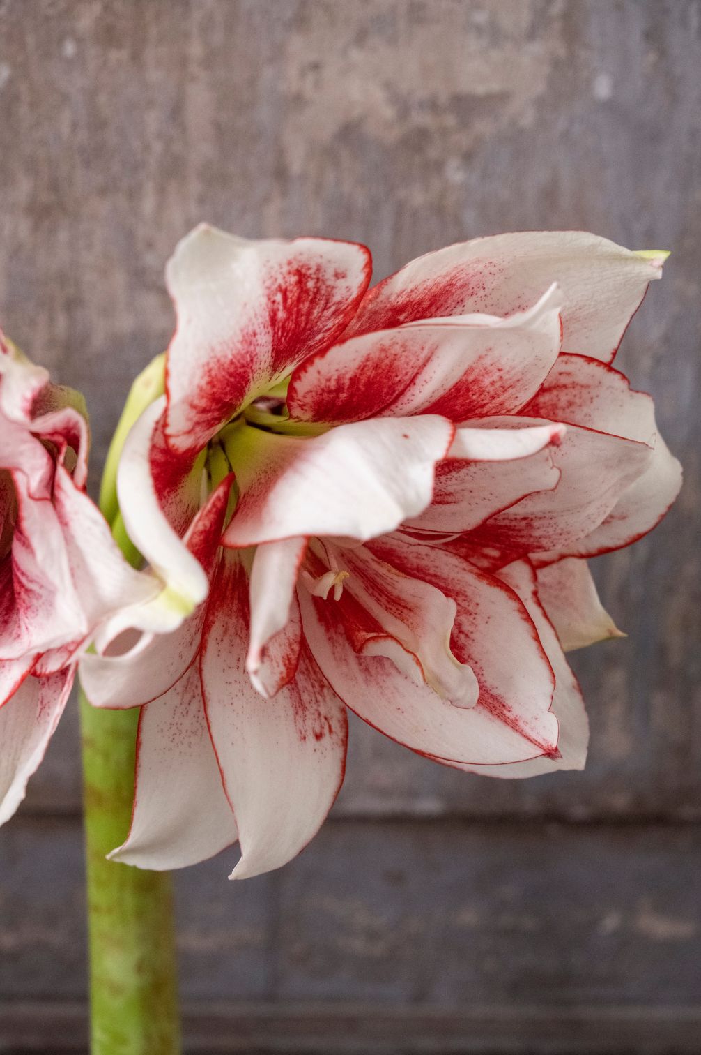 Amaryllis "Elvas"