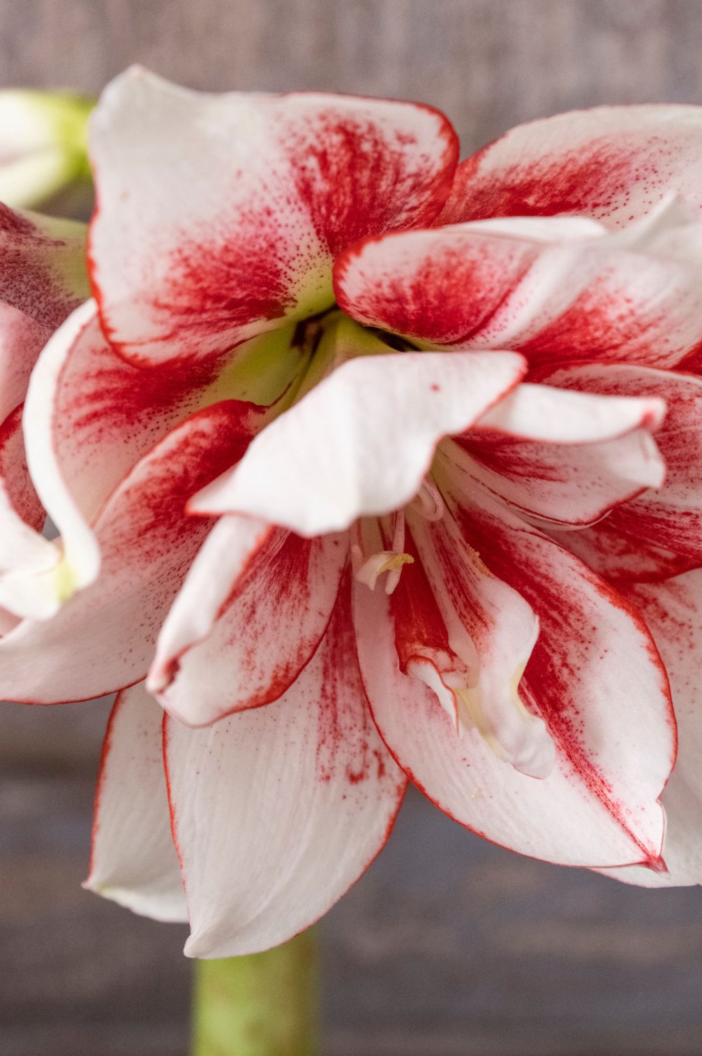 Amaryllis Elvas