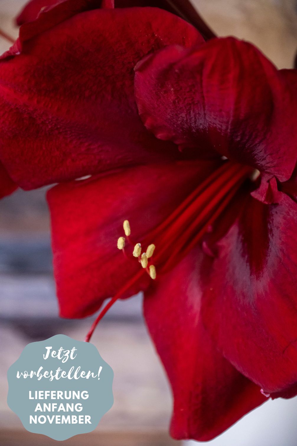 Amaryllis Grand Diva