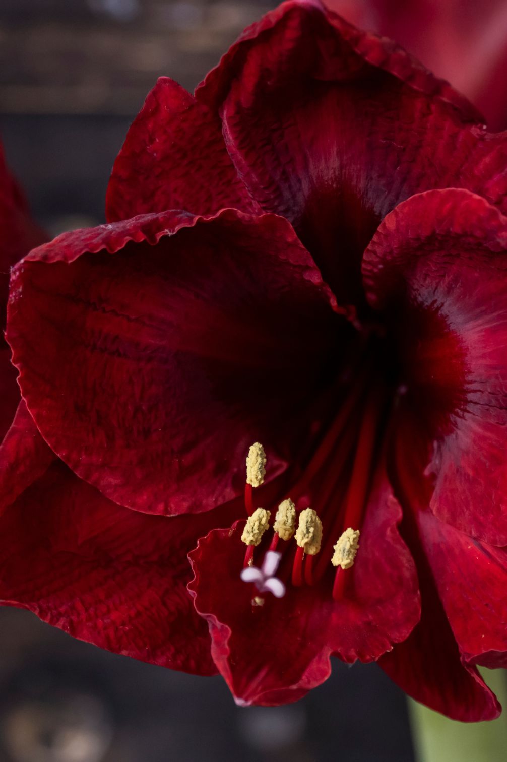 Amaryllis Benfica 