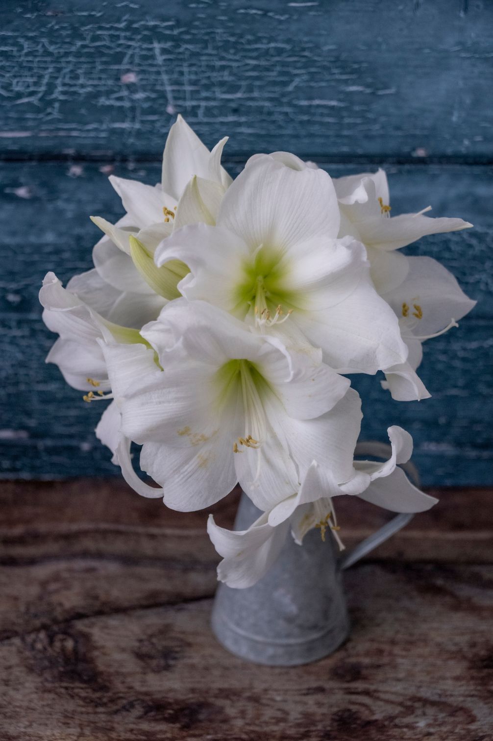 Amarylls White Queen