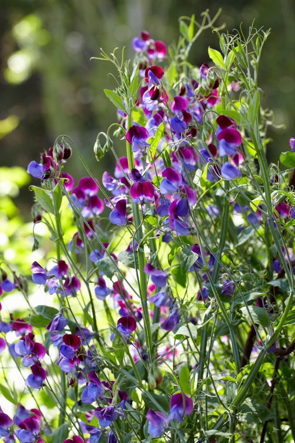 Sweet Pea "Cupani"