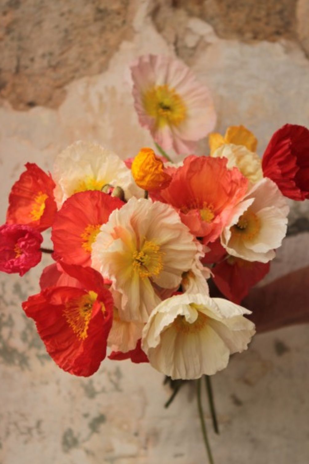 Iceland poppy – organic