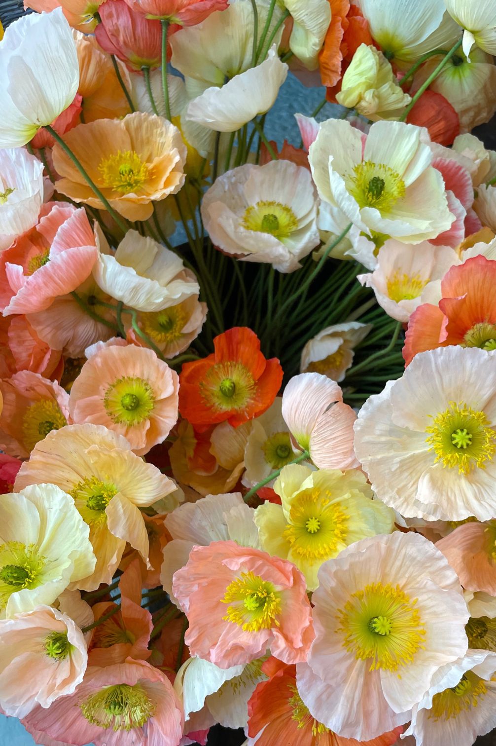 Iceland poppy – organic