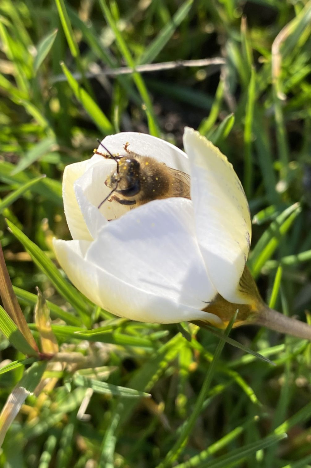 Krokus "Cream Beauty" - 10 Zwiebeln