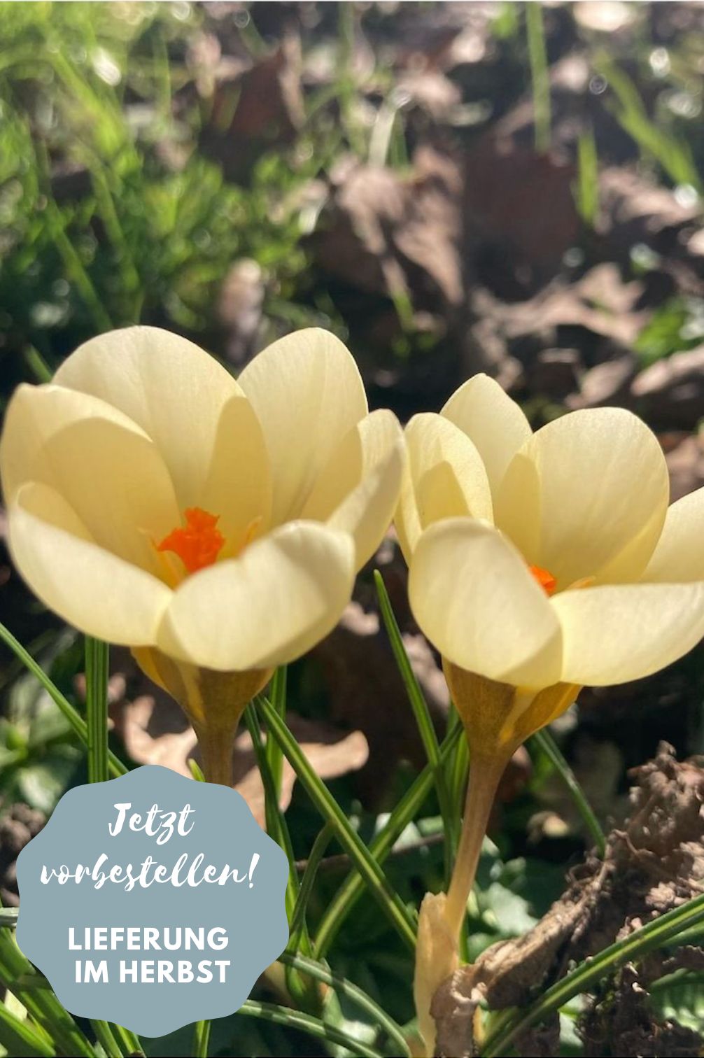 Crocus "Cream Beauty" - 10 bulbs