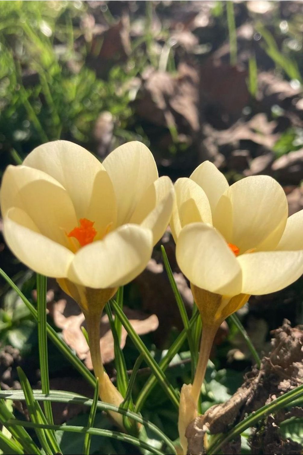 Crocus "Cream Beauty" - 10 bulbs