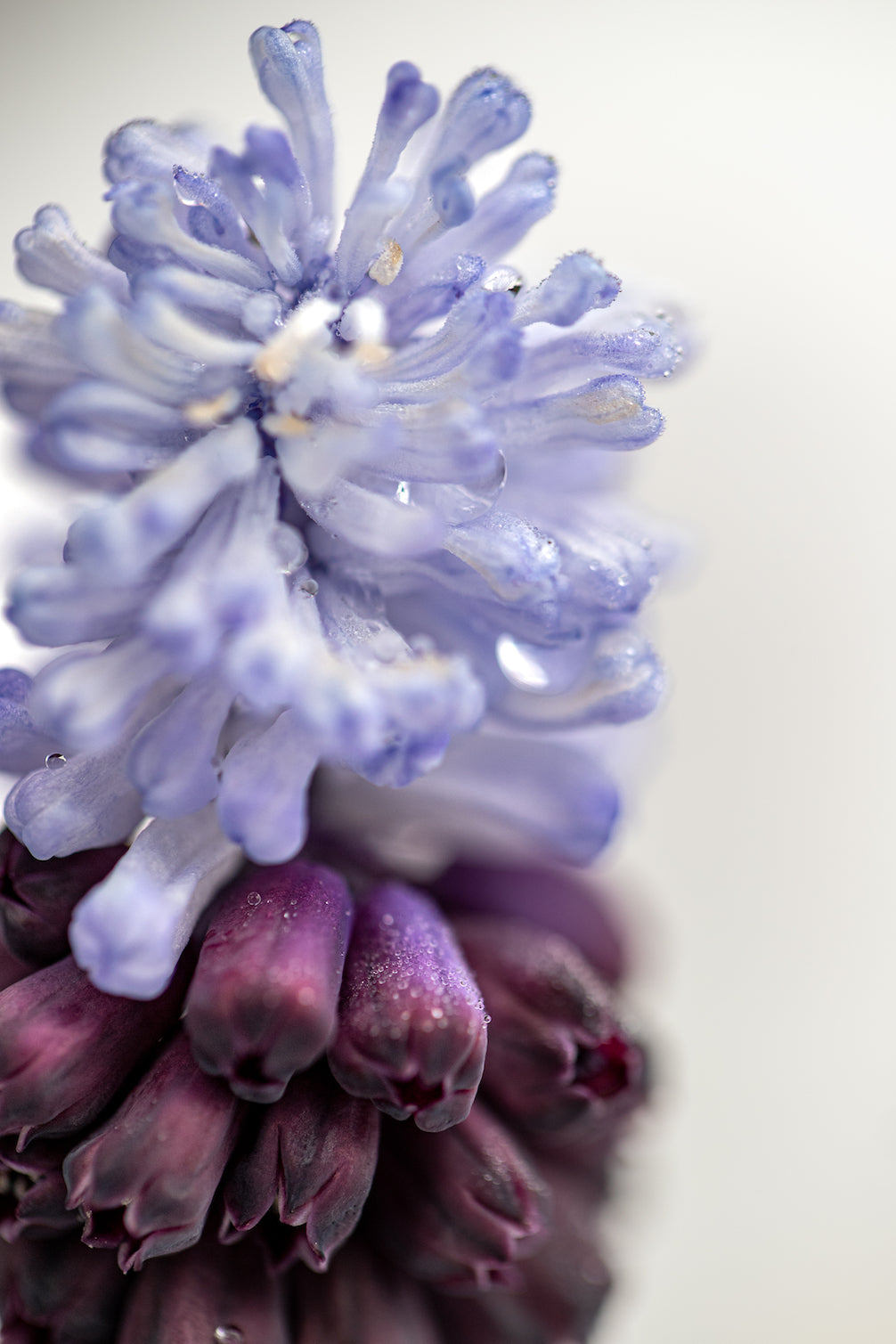   Grape Hyacinth "Grape Ice" – 10 Bulbs