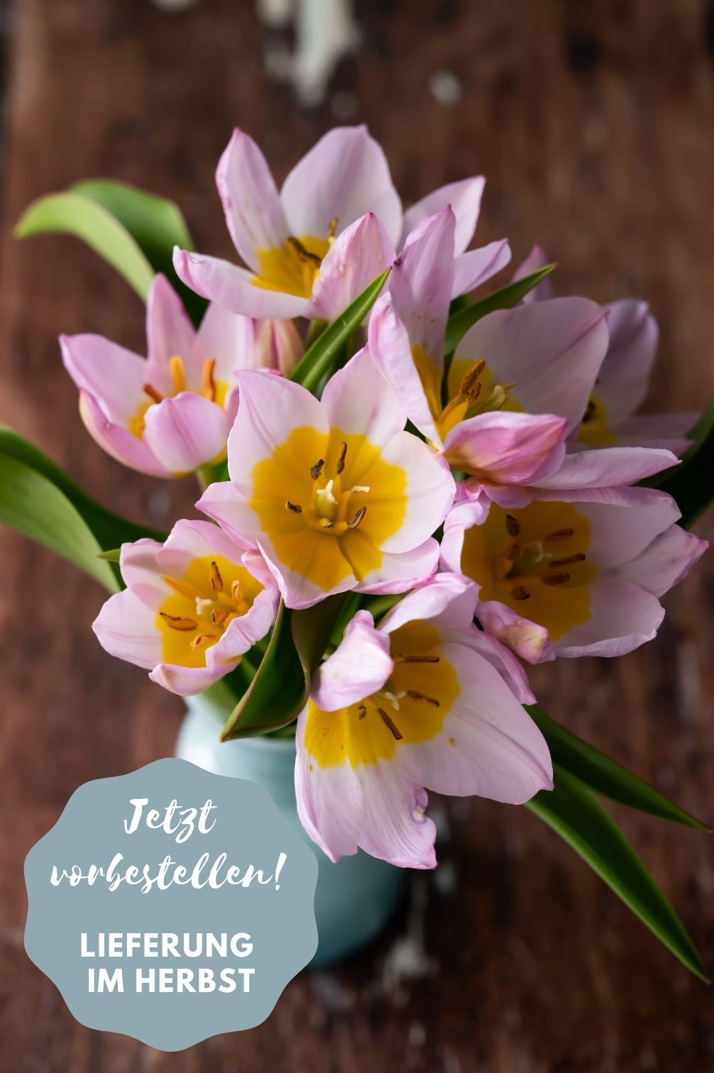    Tulip "Bakeri Lilac Wonder" – 20 Bulbs