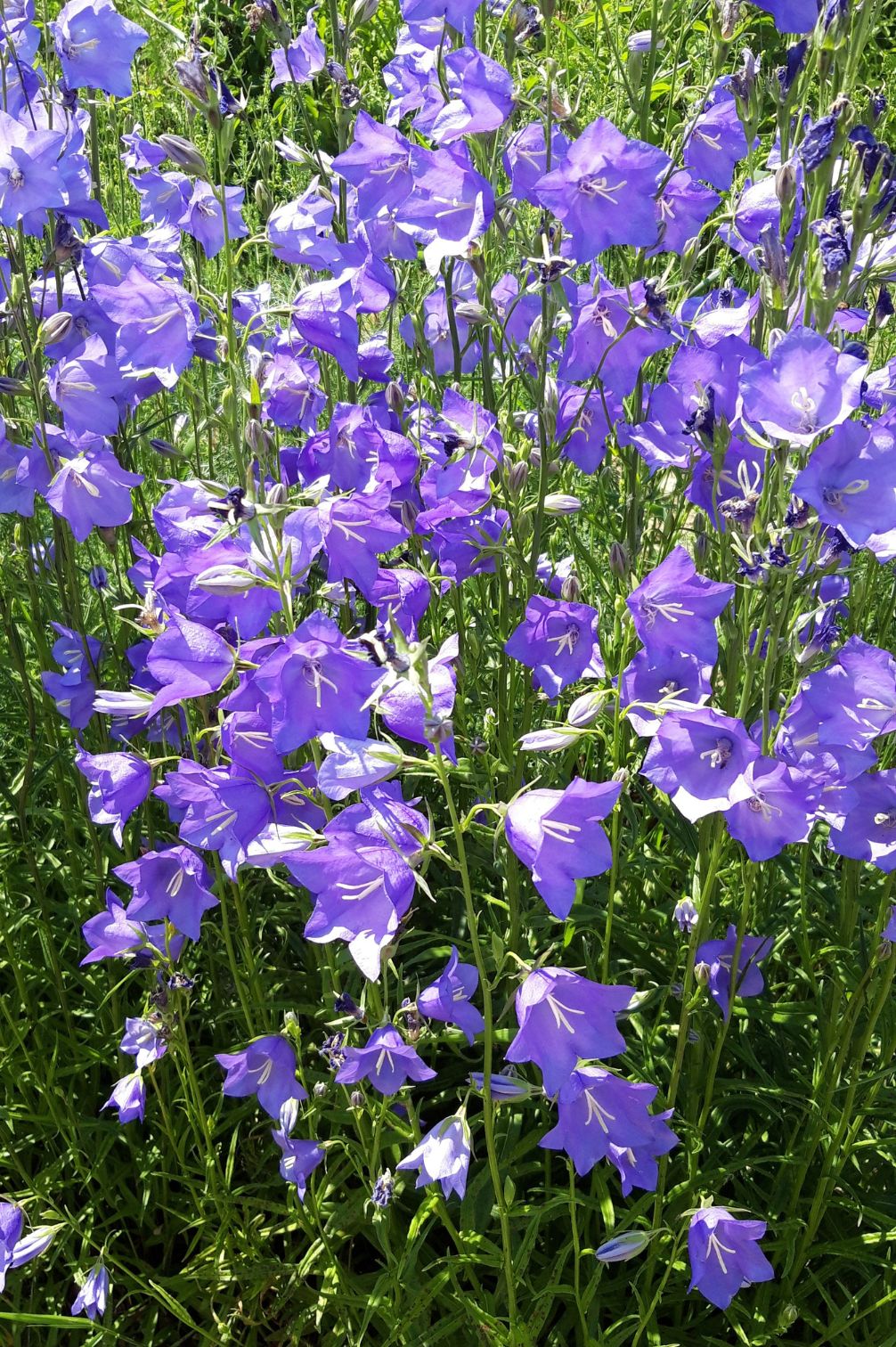 Peach-Leaved Bellflower