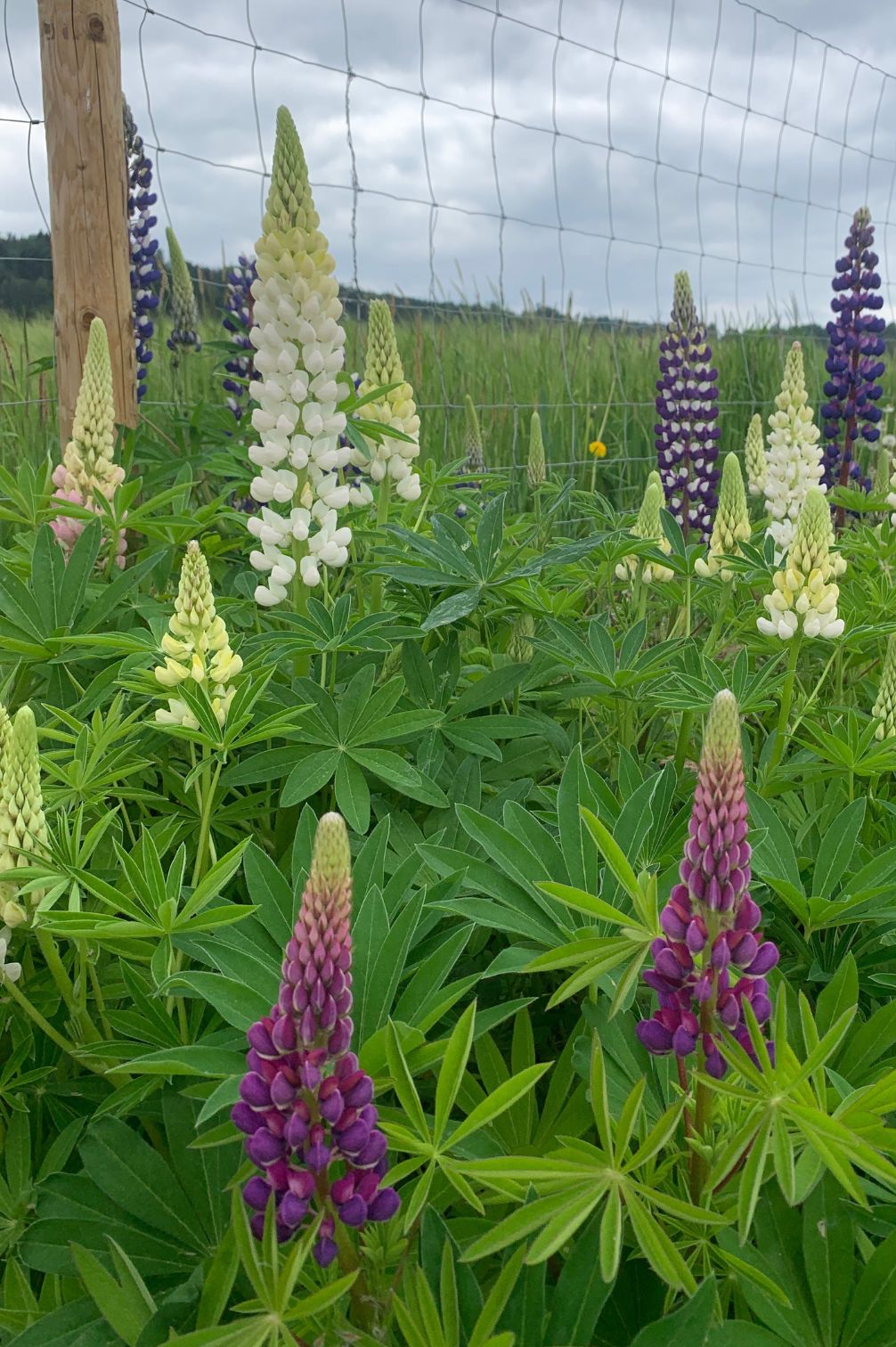 perennial lupine – organic