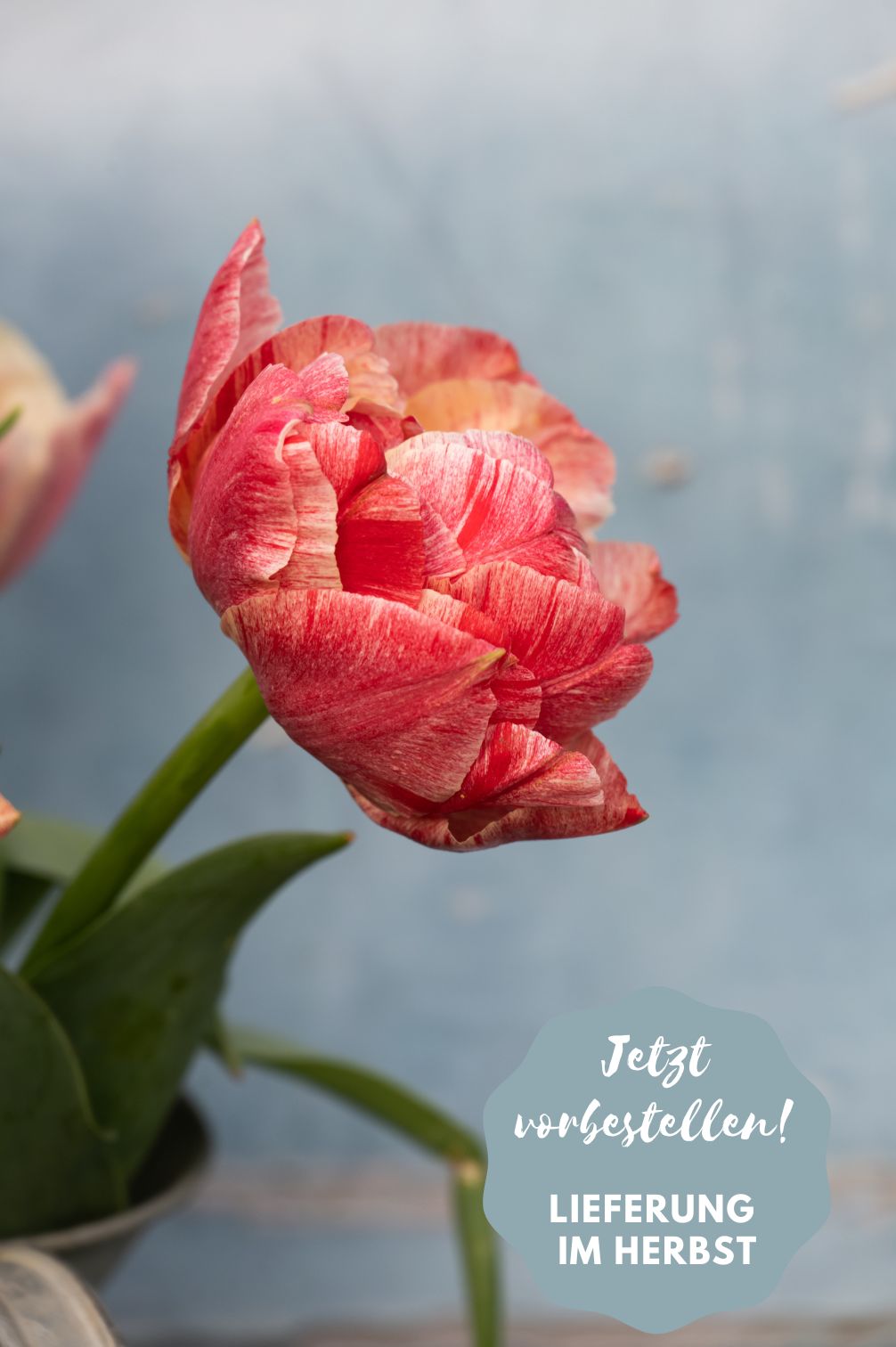 Tulip "Pep Talk" - 10 bulbs