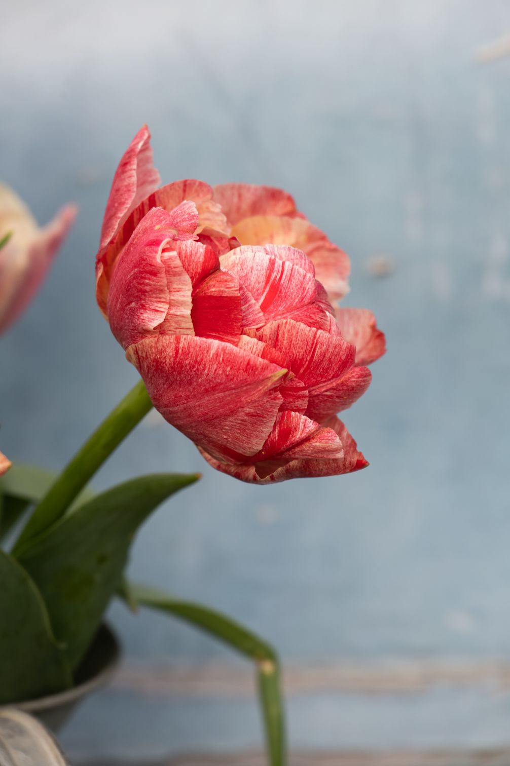 Tulip "Pep Talk" - 10 bulbs