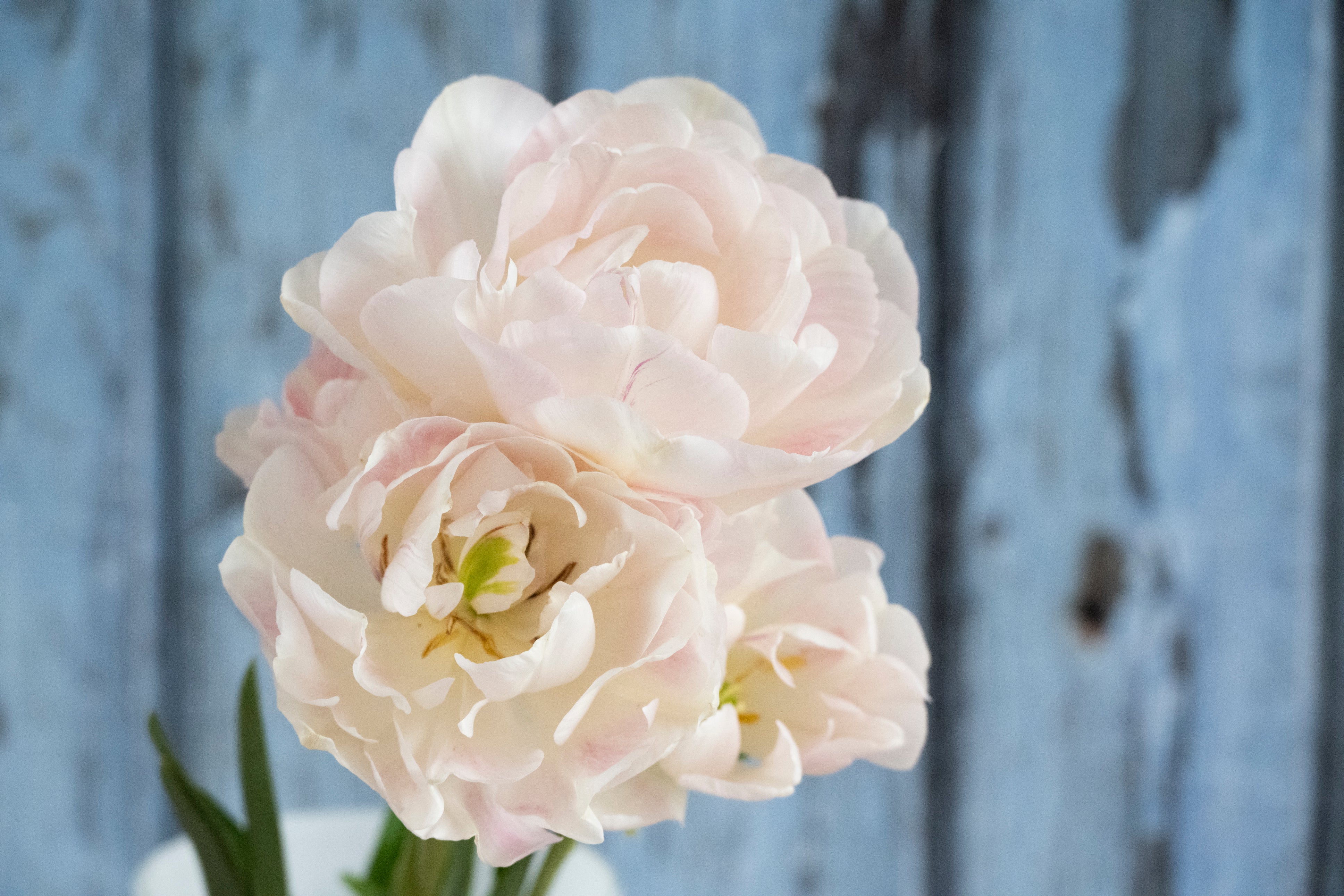 Tulip "Mariage" – 10 Bulbs