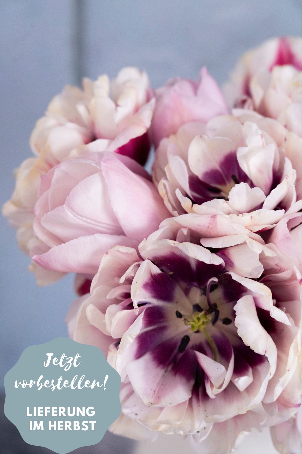 Tulip mix "Marshmallow Cloud" - 20 bulbs