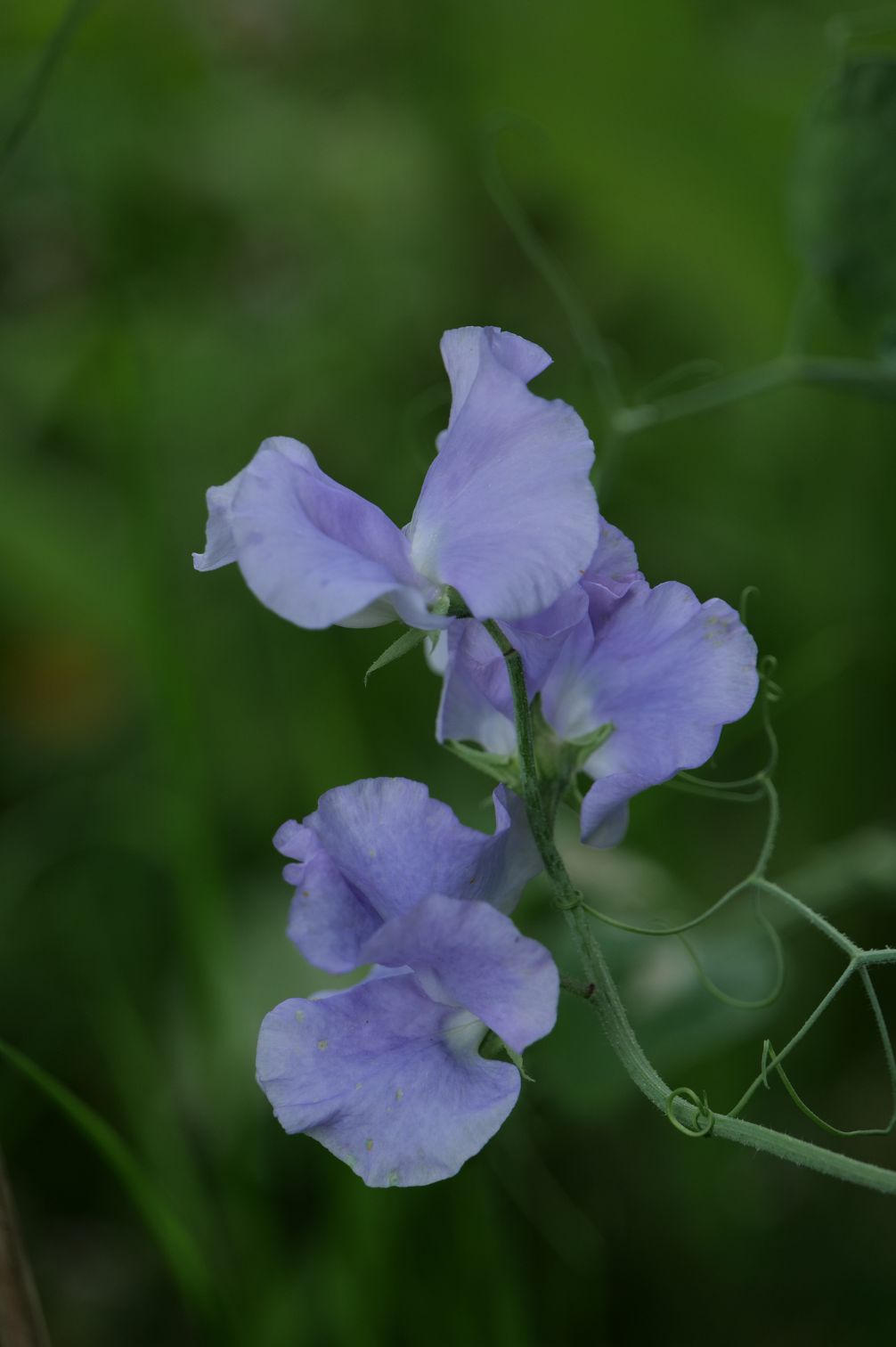    Sweet Pea "Oxford Blue"