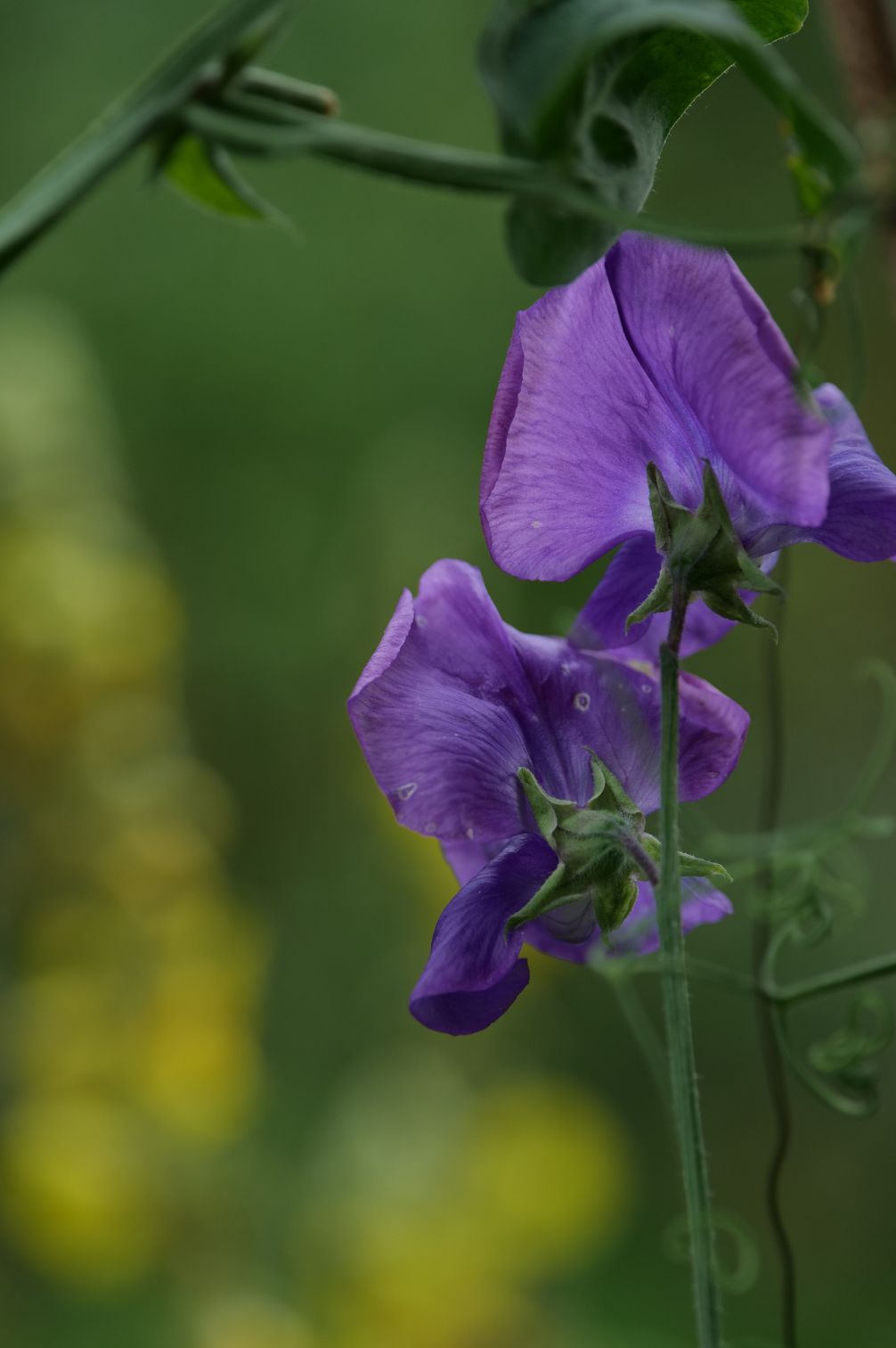 Sweet Pea "Singing the Blues"