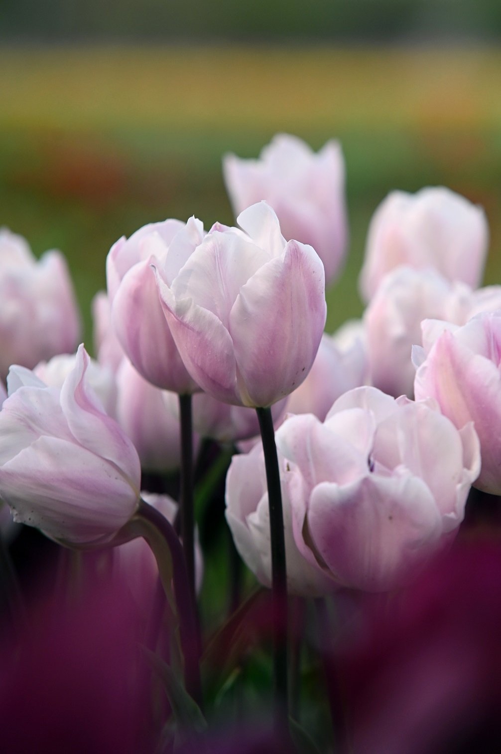 Tulpenmischung "Marshmallow Cloud" - 20 Zwiebeln