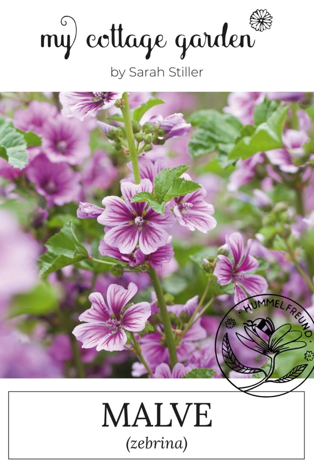 Malva "Zebrina"