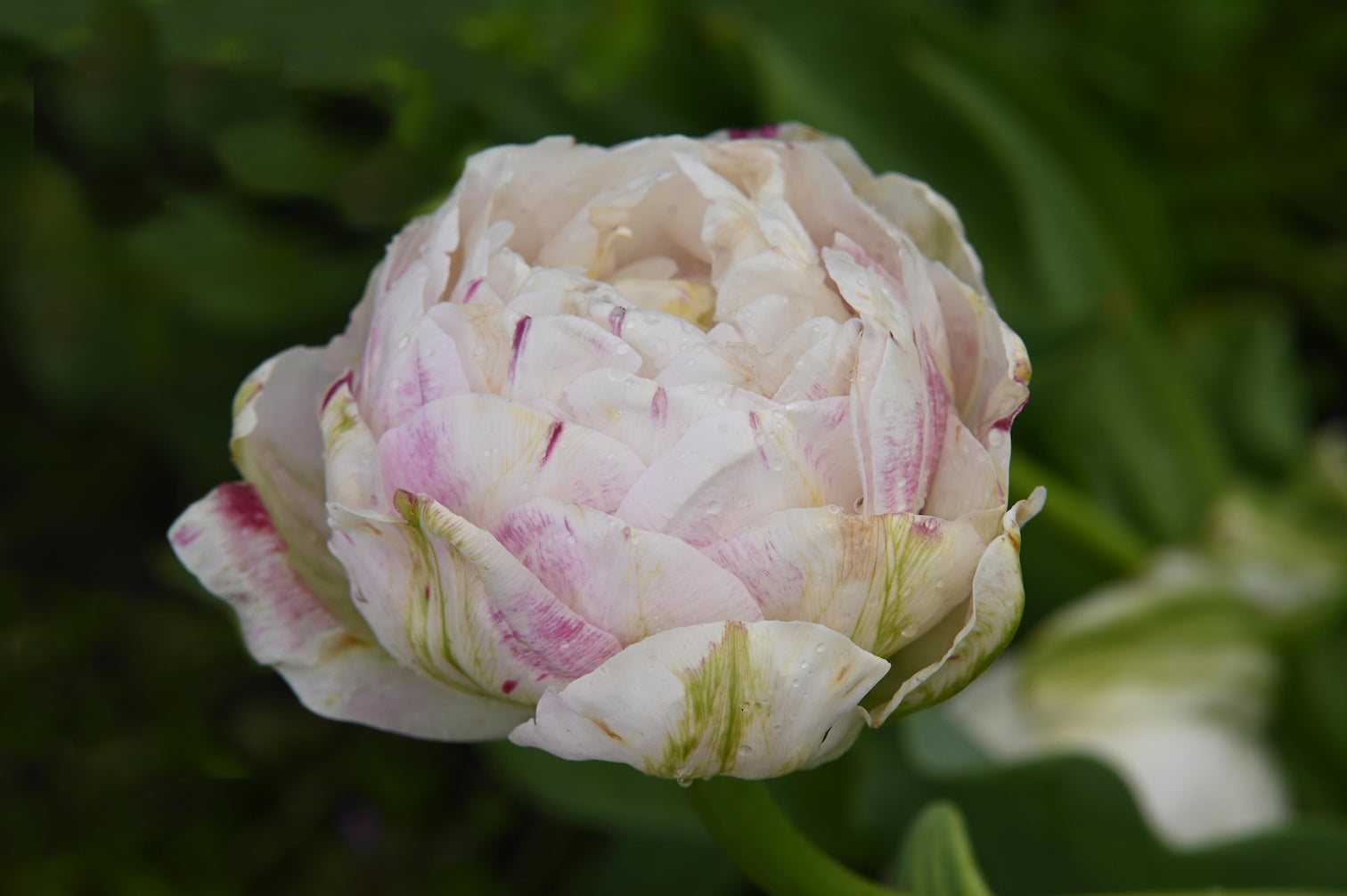 Tulip "Danceline" - 10 bulbs