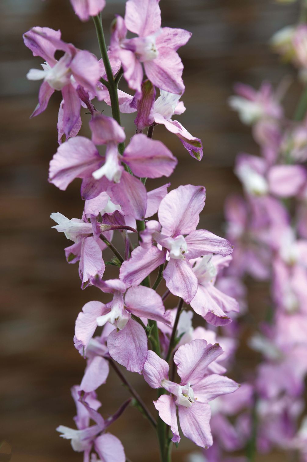 Field delphinium “Fancy Belladonna” 