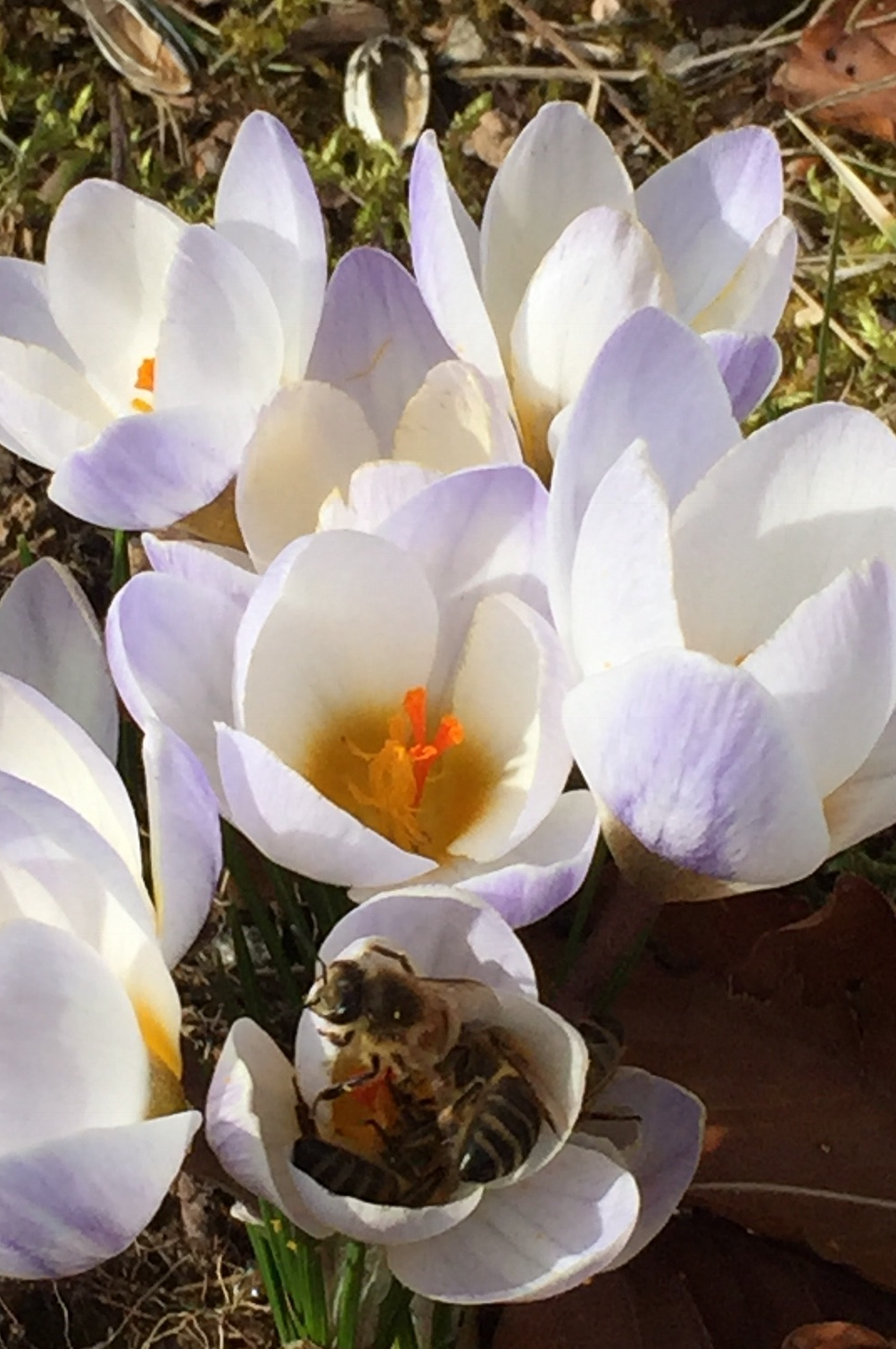 Crocus "Blue Pearl" - 10 bulbs