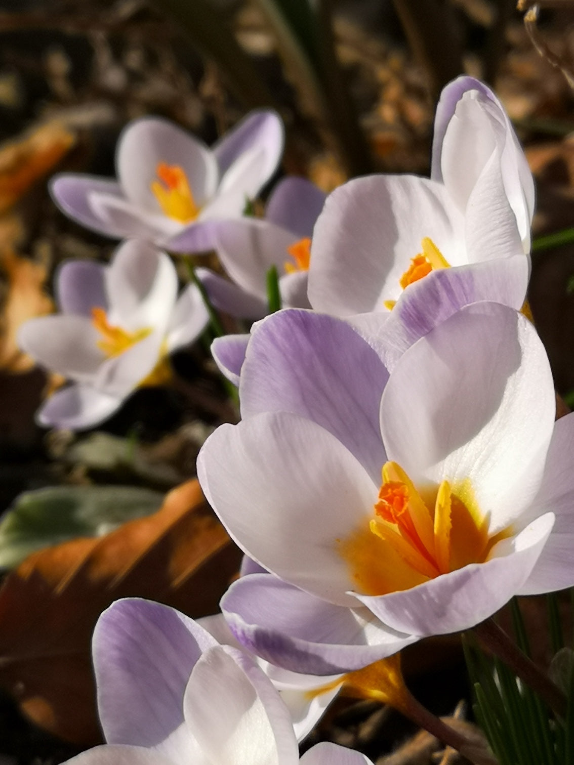 Crocus "Blue Pearl" - 10 bulbs