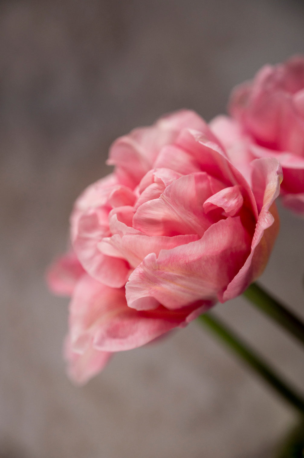 Tulpe "Mariage" - 10 Zwiebeln