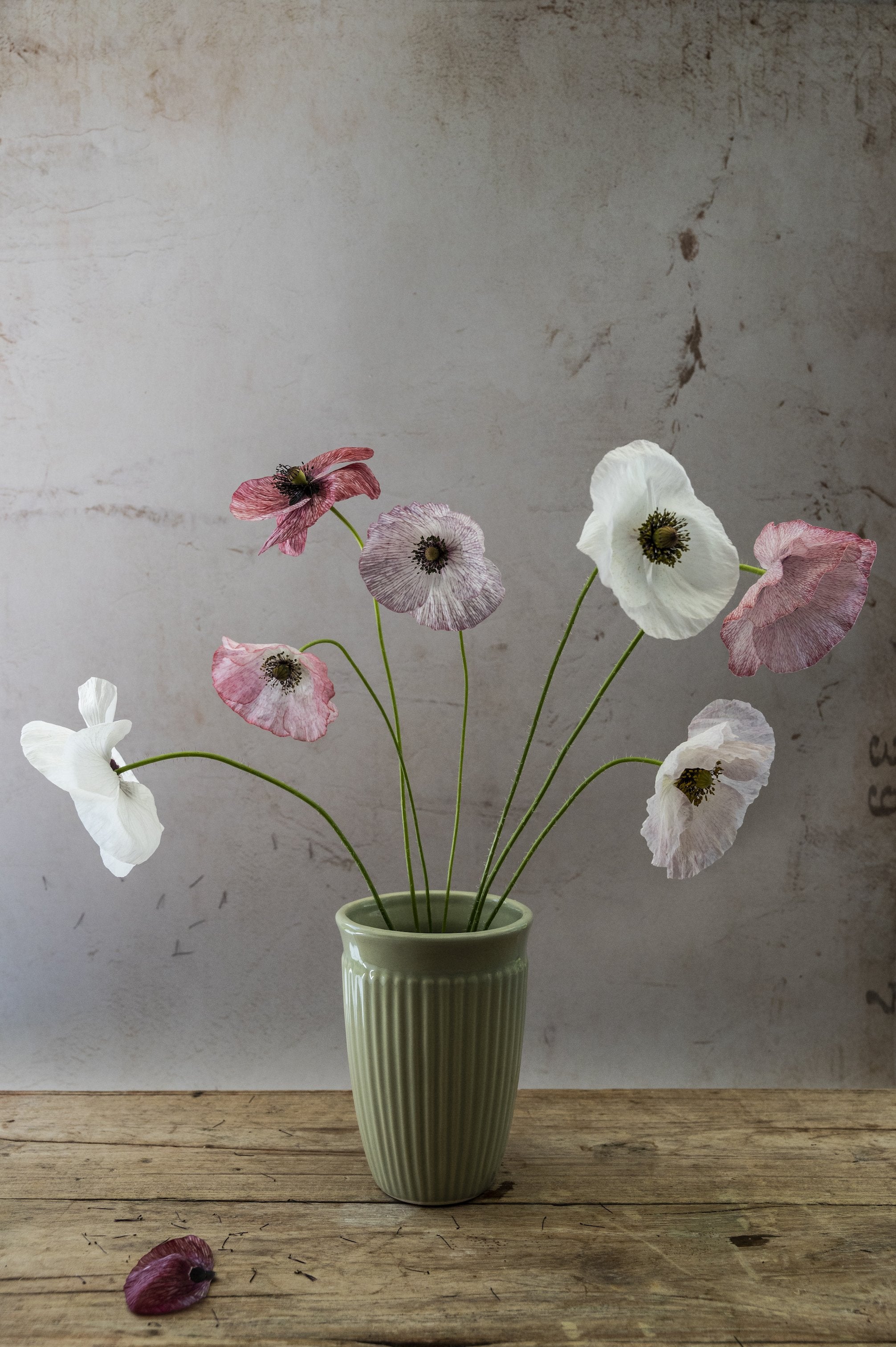 Mohn “Mother of Pearl”