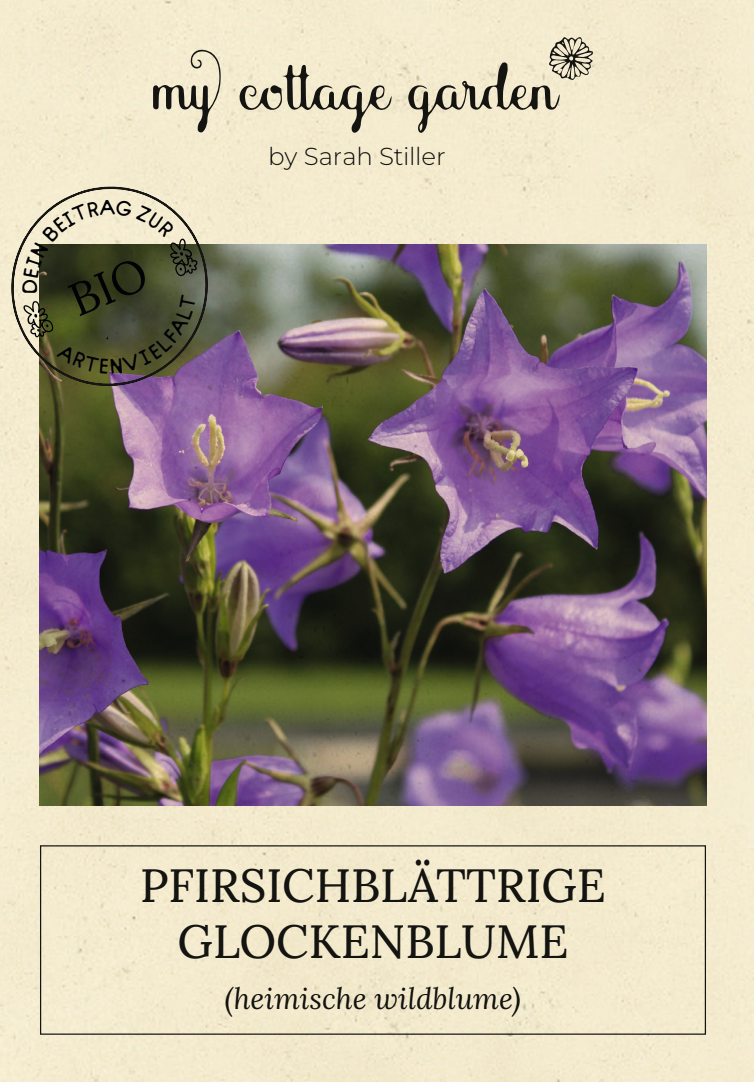 Pfirsichblättrige Glockenblume