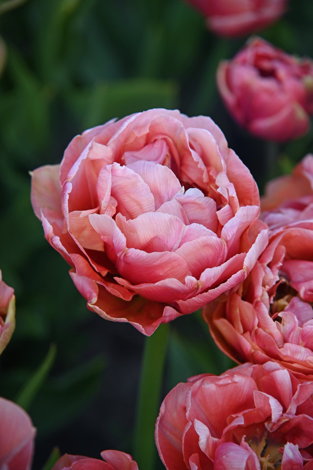 Tulpe "Pink Treasure" - 10 Zwiebeln