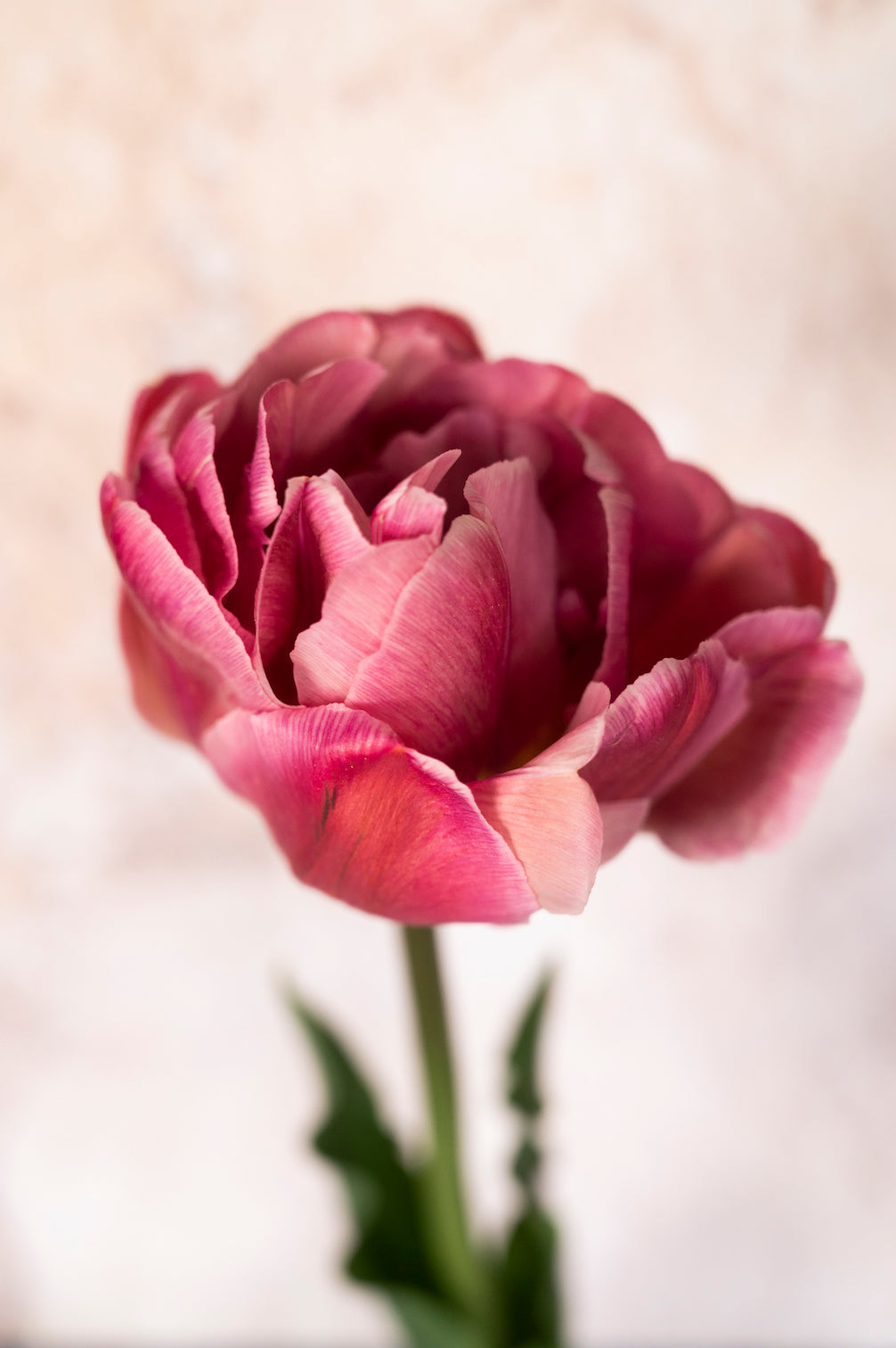 Tulpe "Pink Treasure" - 10 Zwiebeln