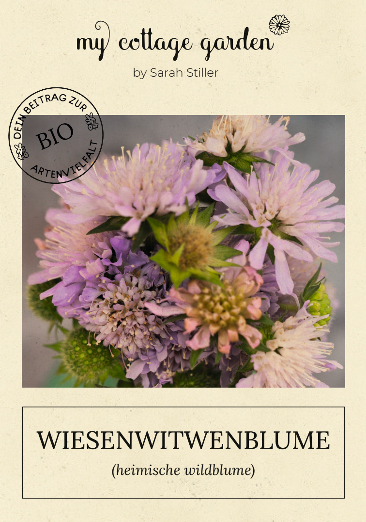 Wiesen-Witwenblume